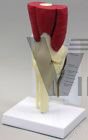 Knee Joint Muscled Profession​al Anatomical Model